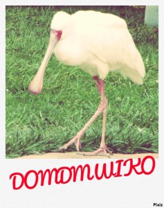 Domdmwiko