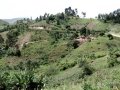 Ngomu_IMG_0166_Uva