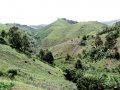 Ngomu_IMG_0168_Uva