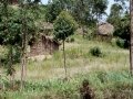Ngomu_IMG_0172_Uva