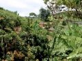 Ngomu_IMG_0176_Uva