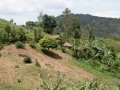 Ngomu_IMG_0178_Uva