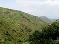 Ngomu_IMG_0539_Uva