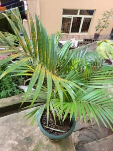 CreditPhoto Théodore TOYI 