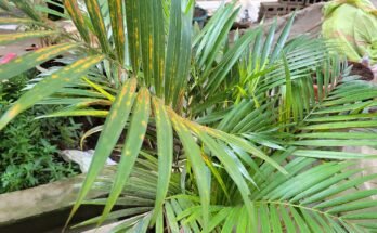 CreditPhoto Théodore TOYI