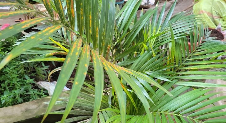 CreditPhoto Théodore TOYI